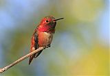 Allen's Hummingbird